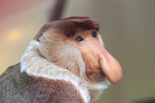 dlgonosa maimuna